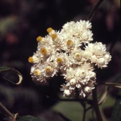 Anaphalis margaritacea (L.) Benth. & Hook.f. (pearly everlasting), close-up of flower