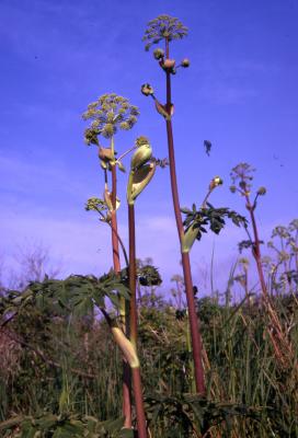 Angelica atropurpurea L. (great angelica), stems and umbels 