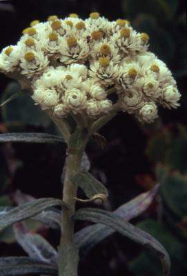 Anaphalis margaritacea (L.) Benth. & Hook.f. (pearly everlasting), close-up of flower, stem and leaves