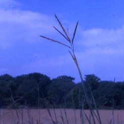 Andropogon gerardii Vitman (big bluestem), stem and seedhead