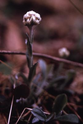 Antennaria solitaria Rydb. (singlehead pussytoes), close-up of flowerhead 