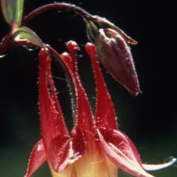 Aquilegia canadensis L. (columbine), close-up of flower with flower bud