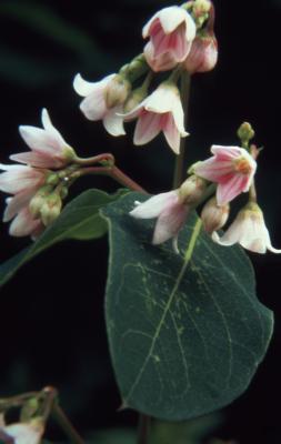 Apocynum androsaemifolium L. (spreading dogbane), close-up of flowers