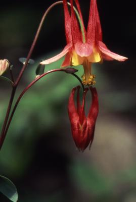 Aquilegia canadensis L. (columbine), close-up of opening flowers