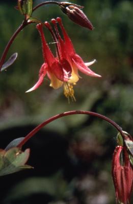 Aquilegia canadensis L. (columbine), close-up of flower and flower bud detail
