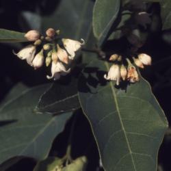 Apocynum androsaemifolium L. (spreading dogbane), close-up of flowers with leaves