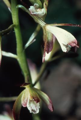 Aplectrum hyemale (Muhl. ex Willd.) Torr. (Adam and Eve), close-up of inflorescences