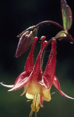 Aquilegia canadensis L. (columbine), close-up of flower and bud
