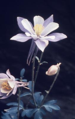Aquilegia coerulea (Colorado columbine), flower and flower bud