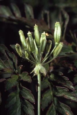 Anthriscus sylvestris (L.) Hoffm. (cow parsley), close-up of fruit