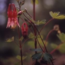Aquilegia canadensis L. (columbine), flower and stem detail