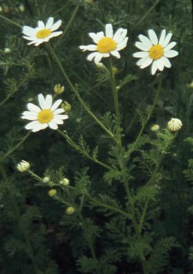 Anthemis cotula L. (stinking chamomile), flowers on stems