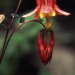 Aquilegia canadensis L. (columbine), close-up of opening flowers