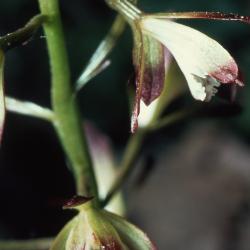 Aplectrum hyemale (Muhl. ex Willd.) Torr. (Adam and Eve), close-up of inflorescences