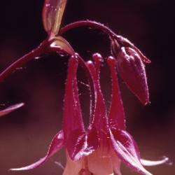 Aquilegia canadensis L. (columbine), close-up of flower and flower bud