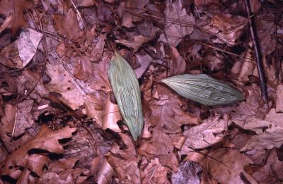 Aplectrum hyemale (Muhl. ex Willd.) Torr. (Adam and Eve), leaves 