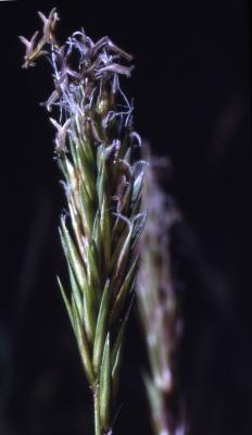 Anthoxanthum odoratum L. (sweet vernal grass), close-up of inflorescence