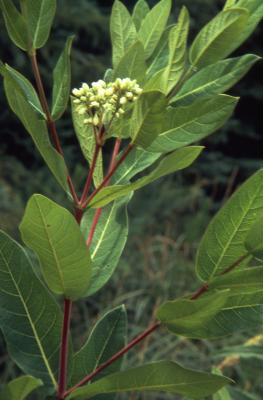 Apocynum cannabinum L. (hairy dogbane), close-up of flower with stems and leaves