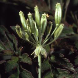 Anthriscus sylvestris (L.) Hoffm. (cow parsley), close-up of fruit