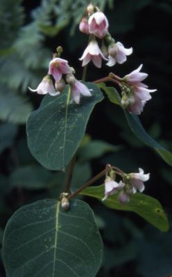 Apocynum androsaemifolium L. (spreading dogbane), flowers and leaves on stem
