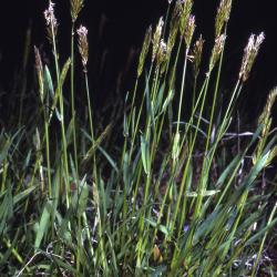 Anthoxanthum odoratum L. (sweet vernal grass), habit