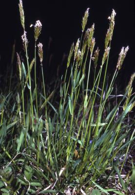 Anthoxanthum odoratum L. (sweet vernal grass), habit
