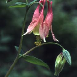 Aquilegia canadensis L. (columbine), close-up of flower and buds