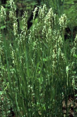 Anthoxanthum odoratum L.  (sweet vernal grass), habit