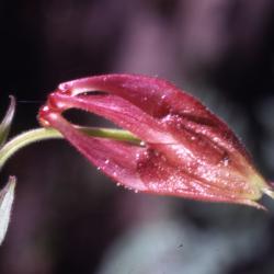 Aquilegia canadensis L. (columbine), close-up of flower bud 