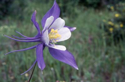 Aquilegia coerulea (Colorado columbine), close-up flower