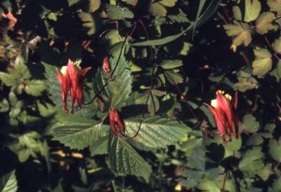 Aquilegia canadensis L. (columbine), opening flowers