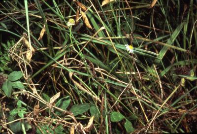 Anthemis arvensis var. agrestis (Wallr.) DC (corn chamomile), habit