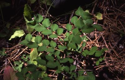 Apocynum androsaemifolium L. (spreading dogbane), habit