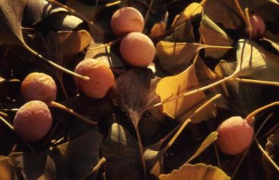 Ginkgo biloba (ginkgo), fallen leaves with ripe fruit