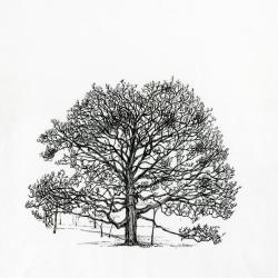 Tree of the month No. 14: Bur oak, Quercus macrocarpa