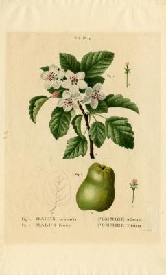 Malus coronaria, Pommier ordant and Malus dioïca, Pommier dioïque