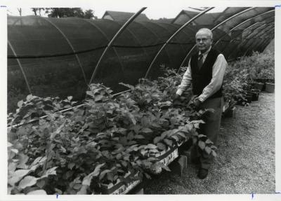 George Ware with grafted young elms in quonset hut