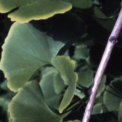 Ginkgo biloba (ginkgo), leaves
