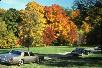 Cars Parked Along a Road in The Morton Arboretum