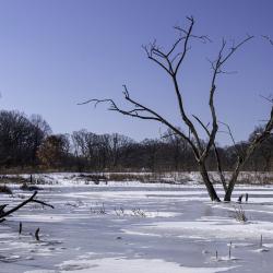 Dead Tree in an Ice Covered Pond