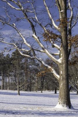 Snow Covered Oak Tree in Rising Sun