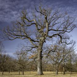 Mighty Oak Tree, Habit