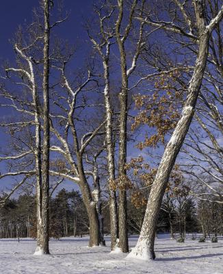 Group of Trees in Fresh Snow