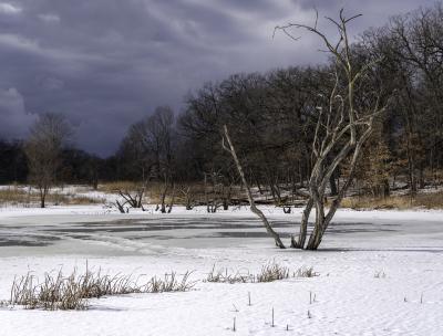 Dead Tree in Ice Covered Pond