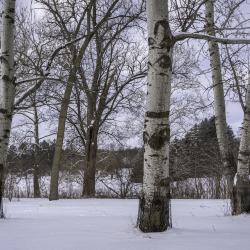 White Poplars, Habitat