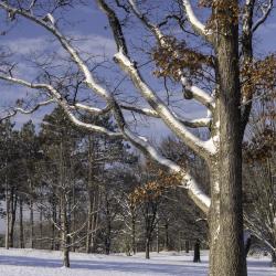 Snow Covered Oak Tree in Rising Sun