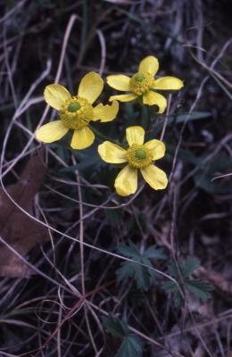 Ranunculus rhomboideus (prairie buttercup), flowers