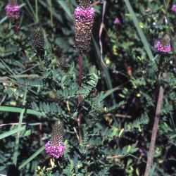 Dalea foliosa (Gray) Barneby (leafy prairie-clover), flowers
