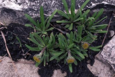 Tetraneuris herbacea Greene (lakeside daisy), plant habit