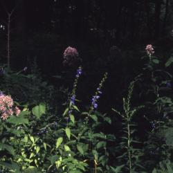 Campanula americana L. (tall bellflower) and Eutrochium purpureum (L.) E.E.Lamont (purple Joe Pye weed), habit, habitat 